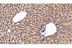 Detection of EPOR in Mouse Liver Tissue using Polyclonal Antibody to Erythropoietin Receptor (EPOR) (EPOR antibody  (AA 45-244))
