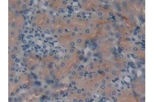 Detection of KLb in Mouse Kidney Tissue using Polyclonal Antibody to Klotho Beta (KLb) (Klotho beta antibody  (AA 846-965))
