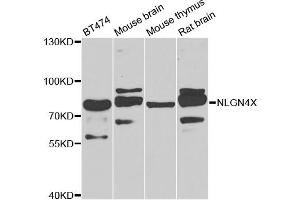 Western blot analysis of extracts of various cell lines, using NLGN4X antibody (ABIN5975240) at 1/1000 dilution. (Neuroligin 4 antibody)