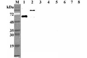 Western blot analysis using anti-DLL1 (human), mAb (D1L165-6)  at 1:2'000 dilution.