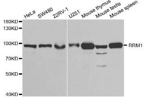 Western blot analysis of extracts of various cell lines, using RRM1 antibody. (RRM1 antibody)