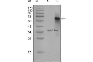 Western blot analysis using NCOA3 mouse mAb against truncated Trx-NCOA3 recombinant protein (1) and truncated NCOA3 (aa1-200)-hIgGFc transfected CHOK1 cell lysate (2). (NCOA3 antibody  (AA 1-200))