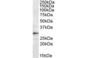Sstaining of Mouse Liver lysate using Anti-TREM2 antibody at 0. (TREM2 antibody  (Internal Region))