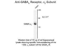Western blot of GABAA Receptor a 5 Antibody Western Blot of Rabbit anti-GABAA Receptor a 5 Antibody. (GABRA5 antibody  (Cytoplasmic Loop))
