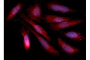 Immunofluorescence (IF) image for anti-Annexin A4 (ANXA4) (AA 1-321) antibody (APC) (ABIN5564829)