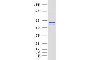 Validation with Western Blot (CYP2J2 Protein (Myc-DYKDDDDK Tag))