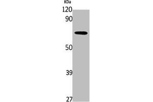 Western Blot analysis of K562 cells using PDP2 Polyclonal Antibody (PDP2 antibody  (Internal Region))