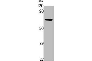 PDP2 antibody  (Internal Region)