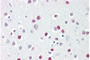 Anti-GATA4 antibody IHC staining of human brain, cortex. (GATA4 antibody  (AA 330-380))