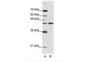 Image no. 1 for anti-Neuromedin U Receptor 2 (NMUR2) (N-Term) antibody (ABIN202471) (NMUR2 antibody  (N-Term))