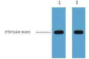 Western Blotting (WB) image for anti-HSV Tag antibody (ABIN3178567) (HSV Tag antibody)