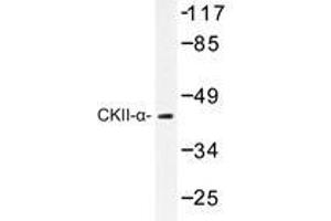 Western blot analysis of CKII-α antibody in extracts from HeLa cells. (CSNK2A1/CK II alpha antibody)