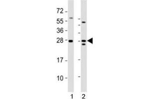 Western Blotting (WB) image for anti-Lin-28 Homolog A (C. Elegans) (LIN28A) (AA 177-210), (C-Term) antibody (ABIN3031623)