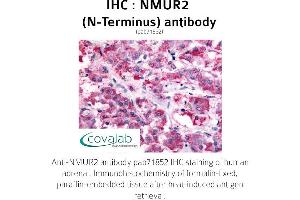 Image no. 1 for anti-Neuromedin U Receptor 2 (NMUR2) (Extracellular Domain), (N-Term) antibody (ABIN1737403) (NMUR2 antibody  (Extracellular Domain, N-Term))