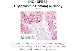 Image no. 1 for anti-G Protein-Coupled Receptor 68 (GPR68) (2nd Cytoplasmic Domain) antibody (ABIN1735152) (GPR68 antibody  (2nd Cytoplasmic Domain))