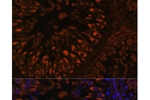 Immunofluorescence analysis of Rat testis using FER1L5 Polyclonal Antibody at dilution of 1:100. (FER1L5 antibody)