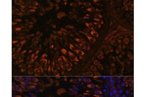 Immunofluorescence analysis of Rat testis using FER1L5 Polyclonal Antibody at dilution of 1:100. (FER1L5 antibody)