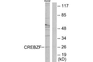 Western blot analysis of extracts from RAW264. (CREBZF antibody  (C-Term))