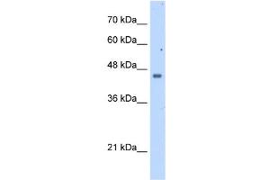 FDFT1 antibody used at 2. (FDFT1 antibody  (N-Term))