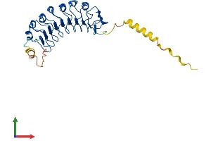 AlphaFold protein structure predicition of Human Recombinant LRRC10 Protein, UniprotID Q5BKY1 (LRRC10 Protein (AA 1-277) (His tag))