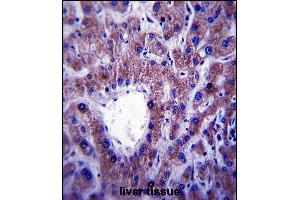 CNIH Antibody (C-term) (ABIN657517 and ABIN2846539) immunohistochemistry analysis in formalin fixed and paraffin embedded human liver tissue followed by peroxidase conjugation of the secondary antibody and DAB staining. (CNIH antibody  (C-Term))