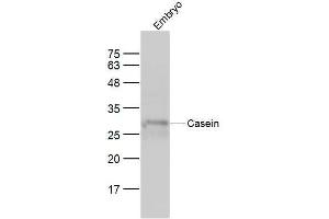 Mouse embryo lysates probed with Casein Polyclonal Antibody, Unconjugated  at 1:300 dilution and 4˚C overnight incubation. (Casein antibody)