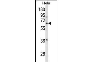 Western blot analysis of ITGBL1 Antibody (Center) (ABIN652727 and ABIN2842482) in Hela cell line lysates (35 μg/lane). (ITGBL1 antibody  (AA 334-360))
