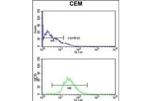 HS Antibody (C-term) (ABIN1881440 and ABIN2842439) flow cytometry analysis of CEM cells (bottom histogram) compared to a negative control cell (top histogram). (HSPA6 antibody  (C-Term))