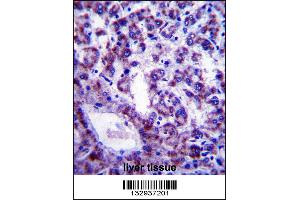PLSCR4 Antibody immunohistochemistry analysis in formalin fixed and paraffin embedded human liver tissue followed by peroxidase conjugation of the secondary antibody and DAB staining.
