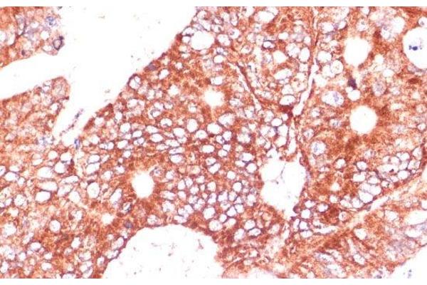 FAM98A antibody