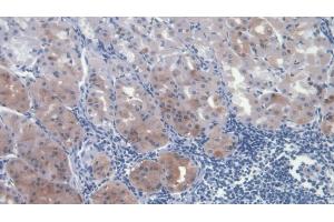 Detection of HGF in Human Stomach Tissue using Monoclonal Antibody to Hepatocyte Growth Factor (HGF) (HGF antibody  (AA 495-728))