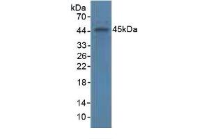Rabbit Capture antibody from the kit in WB with Positive Control: Human serum. (APOA4 ELISA Kit)