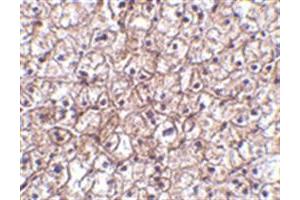 Image no. 2 for anti-Interferon, beta 1, Fibroblast (IFNB1) (Middle Region) antibody (ABIN318888) (IFNB1 antibody  (Middle Region))