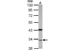 GAS2L1 antibody