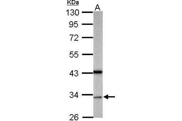 GAS2L1 antibody