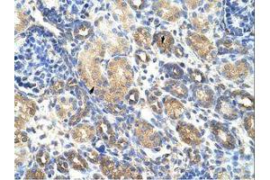Image no. 3 for anti-Guanine Nucleotide Binding Protein (G Protein), beta Polypeptide 1-Like (GNB1L) (C-Term) antibody (ABIN202254) (GNB1L antibody  (C-Term))