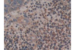 Figure. (Cytochrome C antibody  (AA 5-100))