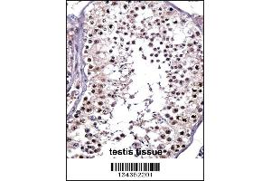 PTPRE Antibody immunohistochemistry analysis in formalin fixed and paraffin embedded human testis tissue followed by peroxidase conjugation of the secondary antibody and DAB staining. (PTPRE antibody  (N-Term))