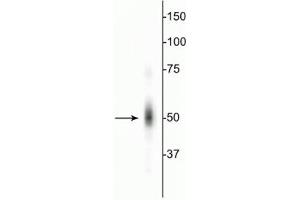 Western blot of HeLa cell lysate showing specific immunolabeling of the ~50 kDa c-FOS protein. (c-FOS antibody)