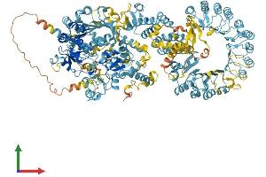 AlphaFold protein structure predicition of Mouse Recombinant Naip5 Protein, UniprotID Q9R016 (Naip5 Protein (AA 1-1403) (His tag))