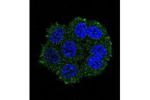 Confocal immunofluorescent analysis of TRSS3 Antibody (Center) (ABIN390923 and ABIN2841125) with hela cell followed by Alexa Fluor 488-conjugated goat anti-rabbit lgG (green). (TMPRSS3 antibody  (AA 272-300))