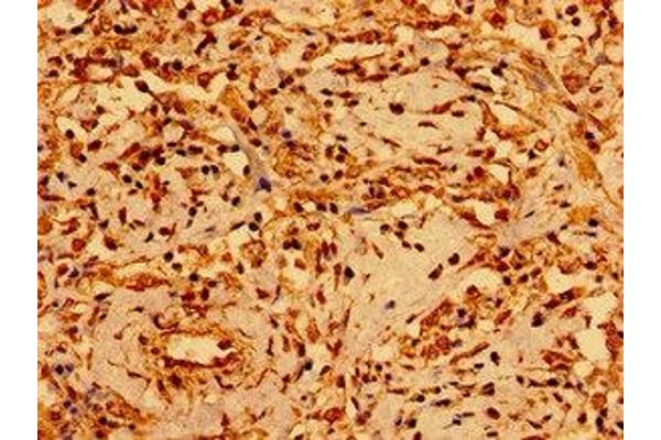 GSX1/GSH1 antibody  (AA 67-147)