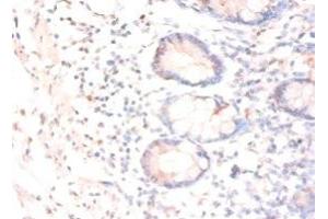 Immunohistochemistry of paraffin-embedded human small intestine tissue using ABIN7147776 at dilution of 1:50 (CNTF antibody  (AA 4-196))