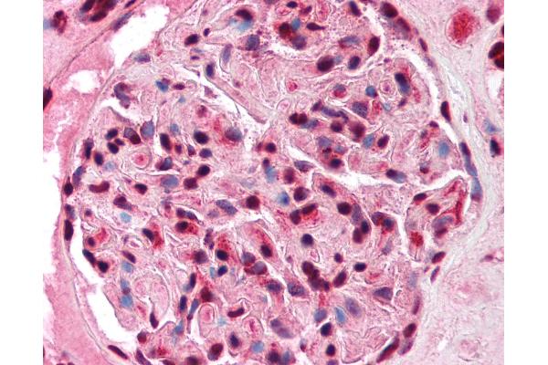 FOXJ1 antibody  (N-Term)