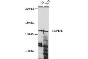 Western blot analysis of extracts of various cell lines, using GNPTAB antibody (ABIN7268770) at 1:1000 dilution. (GNPTAB antibody  (AA 42-350))