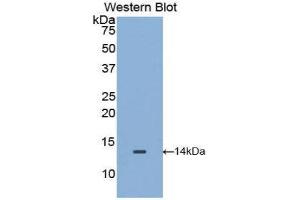 Western Blotting (WB) image for anti-Macrophage Migration Inhibitory Factor (Glycosylation-Inhibiting Factor) (MIF) (AA 4-112) antibody (ABIN1859826)