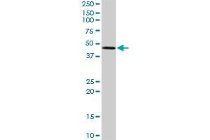 STYK1 MaxPab rabbit polyclonal antibody. (STYK1 antibody  (AA 1-422))