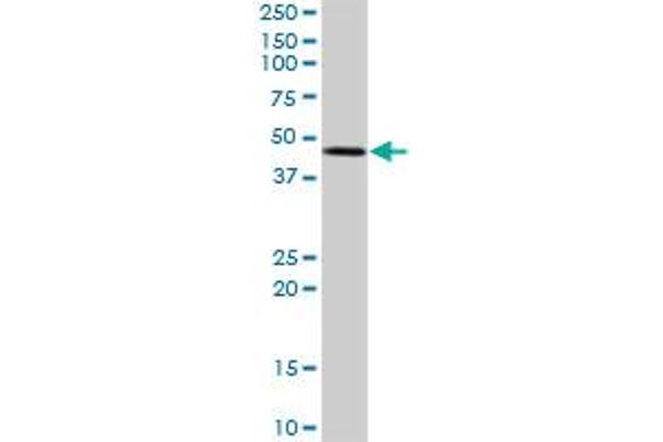 STYK1 antibody  (AA 1-422)