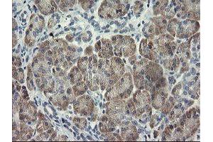 Immunohistochemical staining of paraffin-embedded Human pancreas tissue using anti-RFC2 mouse monoclonal antibody. (RFC2 antibody)