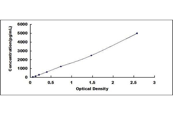 DKK2 ELISA Kit